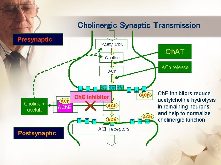 Cholinergic Synaptic Transmission Presynaptic Acetyl Co. A Ch. AT Choline ACh release ACh Choline