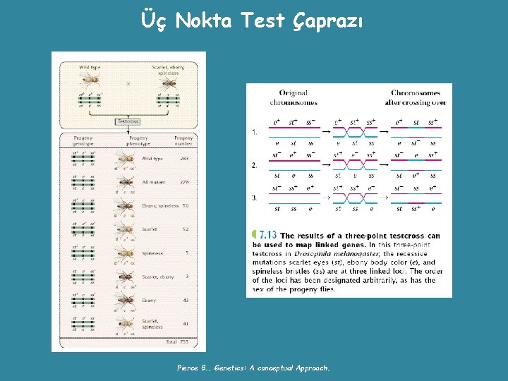 Üç Nokta Test Çaprazı Pierce B. , Genetics: A conceptual Approach, 