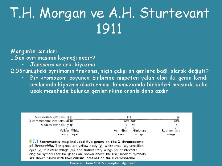 T. H. Morgan ve A. H. Sturtevant 1911 Morgan’ın soruları: 1. Gen ayrılmasının kaynağı