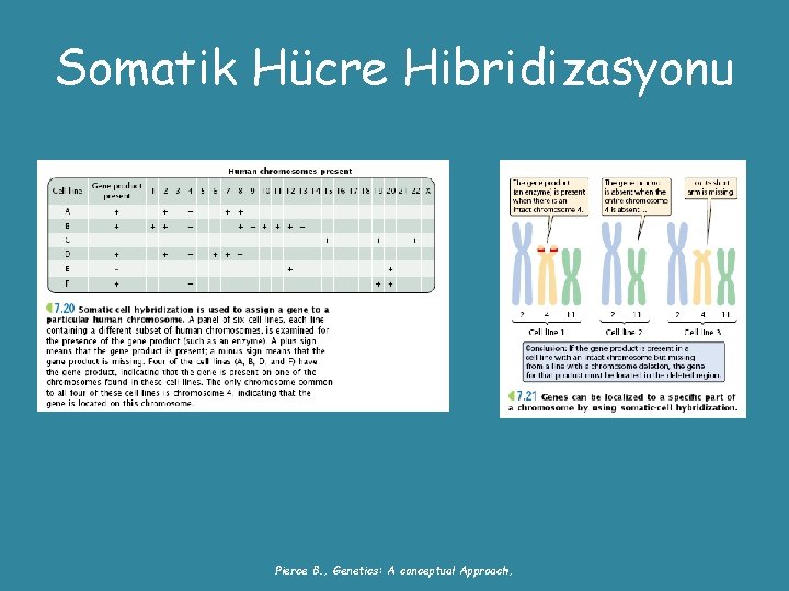 Somatik Hücre Hibridizasyonu Pierce B. , Genetics: A conceptual Approach, 