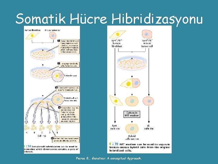 Somatik Hücre Hibridizasyonu Pierce B. , Genetics: A conceptual Approach, 