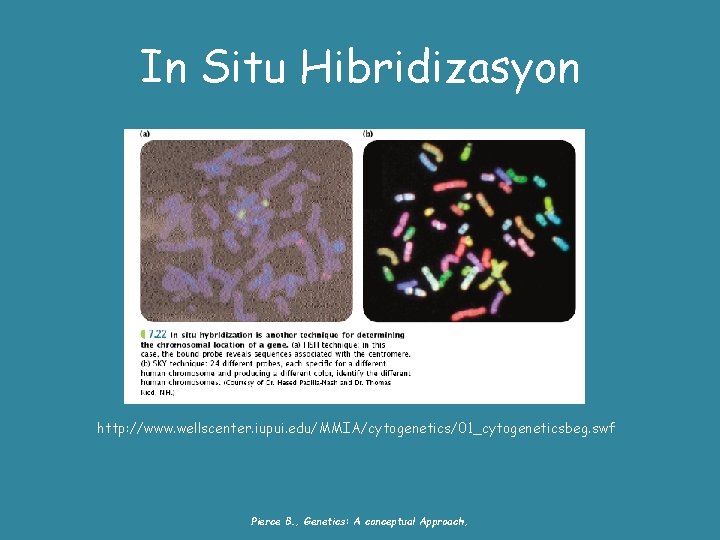 In Situ Hibridizasyon http: //www. wellscenter. iupui. edu/MMIA/cytogenetics/01_cytogeneticsbeg. swf Pierce B. , Genetics: A