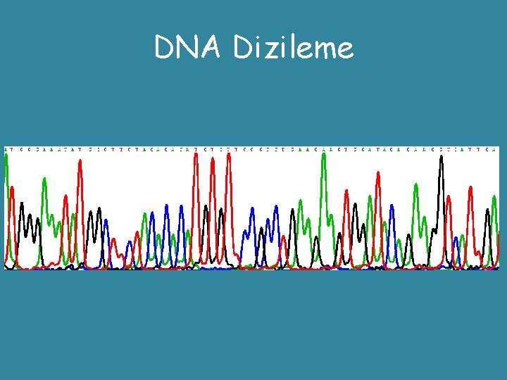 DNA Dizileme 
