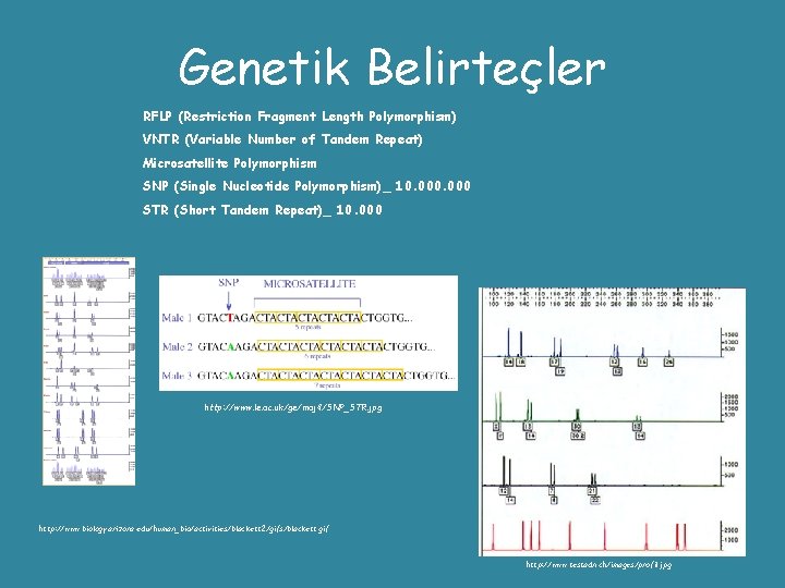 Genetik Belirteçler RFLP (Restriction Fragment Length Polymorphism) VNTR (Variable Number of Tandem Repeat) Microsatellite