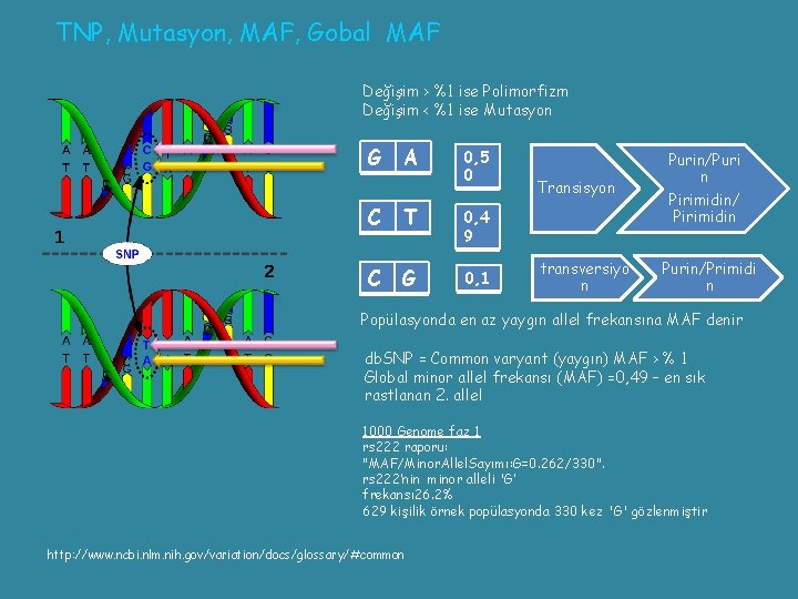 TNP, Mutasyon, MAF, Gobal MAF Değişim > %1 ise Polimorfizm Değişim < %1 ise