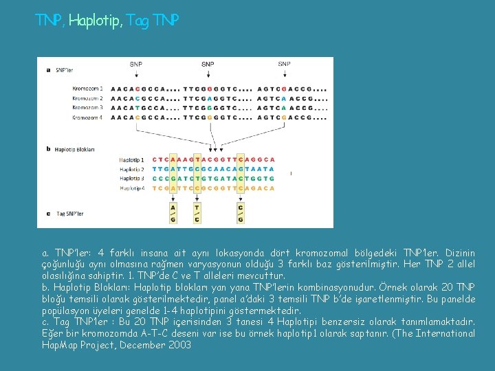 TNP, Haplotip, Tag TNP a. TNP’ler: 4 farklı insana ait aynı lokasyonda dört kromozomal