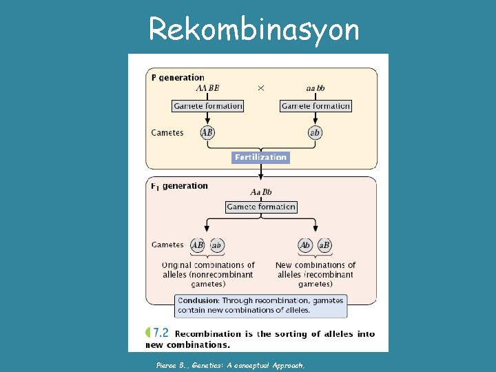 Rekombinasyon Pierce B. , Genetics: A conceptual Approach, 