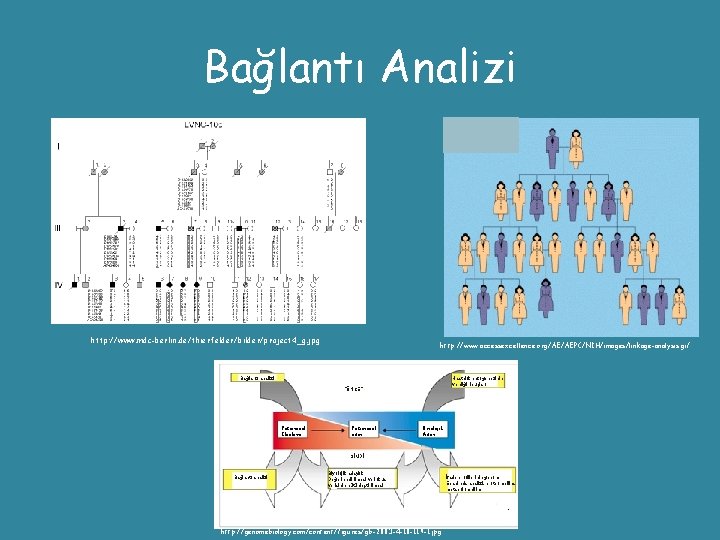 Bağlantı Analizi http: //www. mdc-berlin. de/thierfelder/bilder/project 4_g. jpg http: //www. accessexcellence. org/AE/AEPC/NIH/images/linkage-analysis. gif Bağlantı