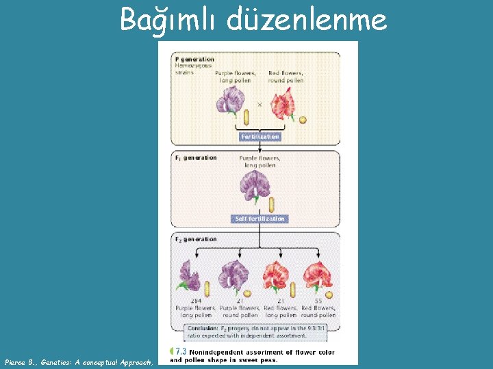 Bağımlı düzenlenme Pierce B. , Genetics: A conceptual Approach, 