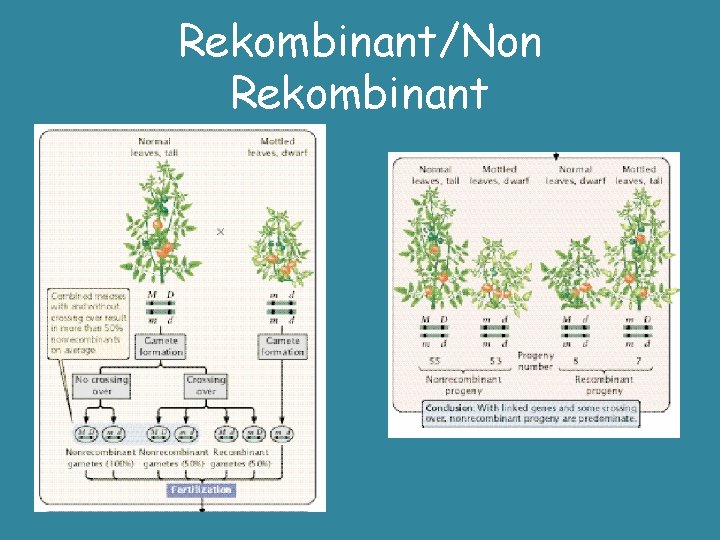 Rekombinant/Non Rekombinant 