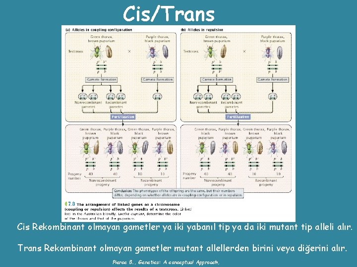 Cis/Trans Cis Rekombinant olmayan gametler ya iki yabanıl tip ya da iki mutant tip