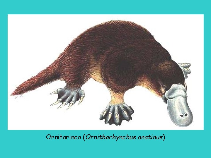 Ornitorinco (Ornithorhynchus anatinus) 