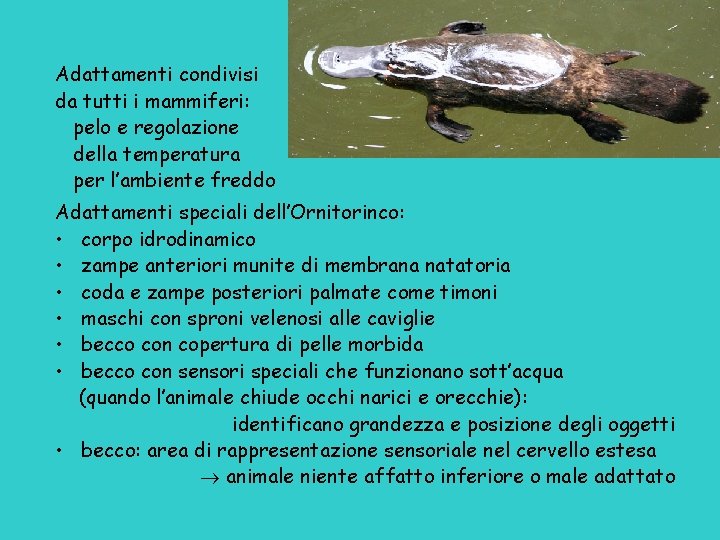 Adattamenti condivisi da tutti i mammiferi: pelo e regolazione della temperatura per l’ambiente freddo