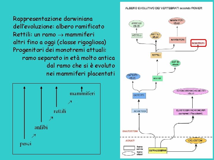Rappresentazione darwiniana dell’evoluzione: albero ramificato Rettili: un ramo mammiferi altri fino a oggi (classe