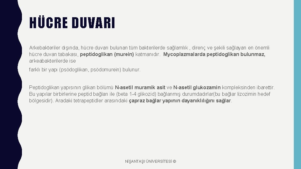 HÜCRE DUVARI Arkebakteriler dışında, hücre duvarı bulunan tüm bakterilerde sağlamlık , direnç ve şekili