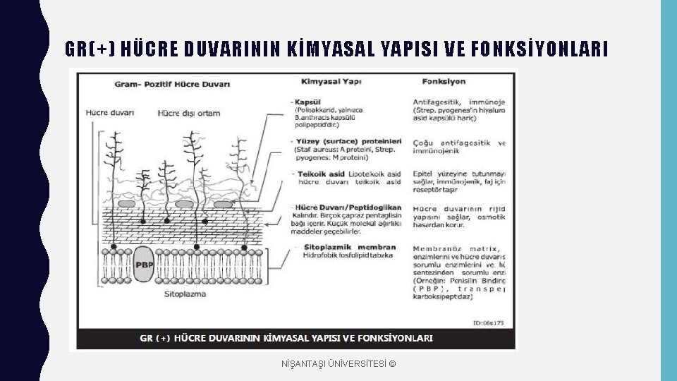 GR(+) HÜCRE DUVARININ KİMYASAL YAPISI VE FONKSİYONLARI NİŞANTAŞI ÜNİVERSİTESİ © 