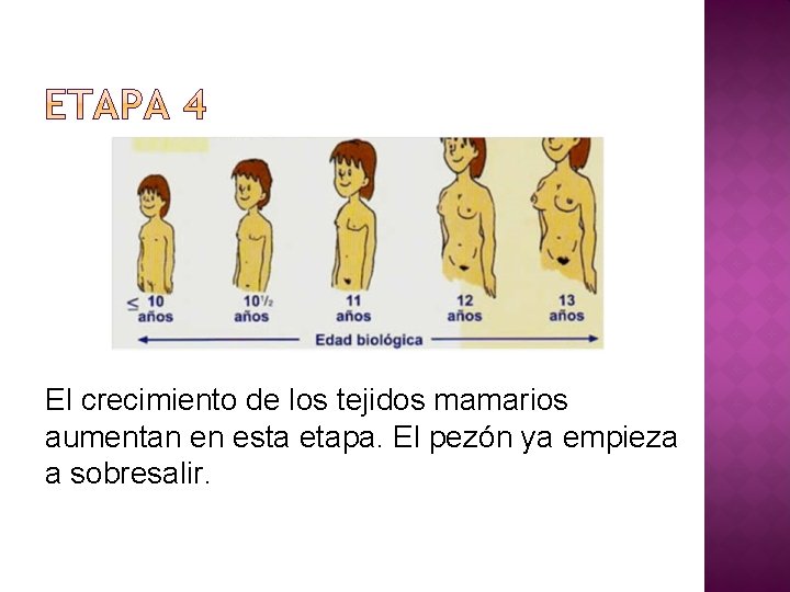 El crecimiento de los tejidos mamarios aumentan en esta etapa. El pezón ya empieza