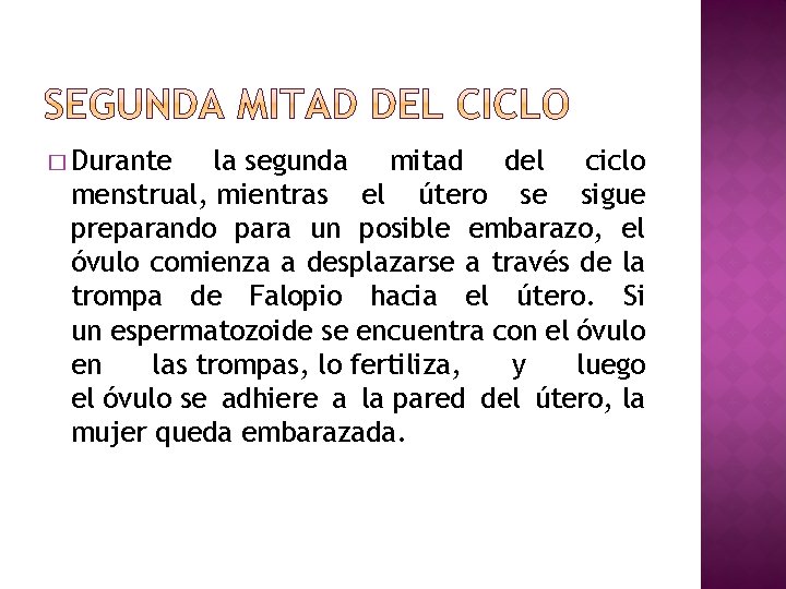 � Durante la segunda mitad del ciclo menstrual, mientras el útero se sigue preparando