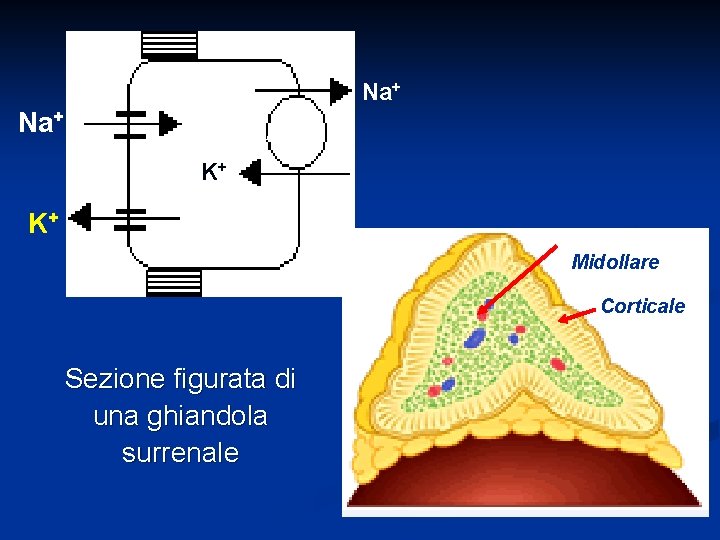 Na+ ATP K+ K+ Midollare Corticale Sezione figurata di una ghiandola surrenale 