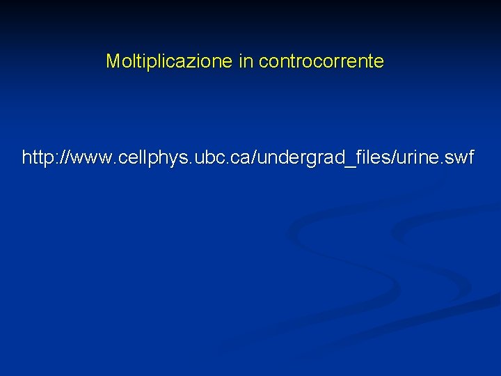 Moltiplicazione in controcorrente http: //www. cellphys. ubc. ca/undergrad_files/urine. swf 