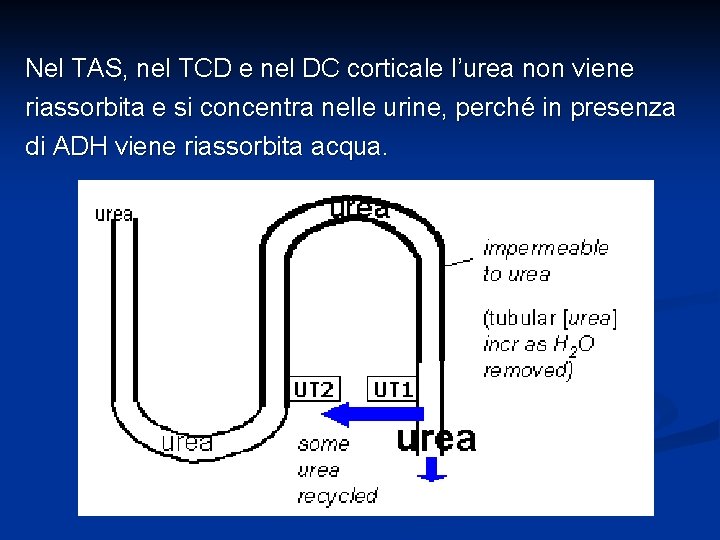 Nel TAS, nel TCD e nel DC corticale l’urea non viene riassorbita e si