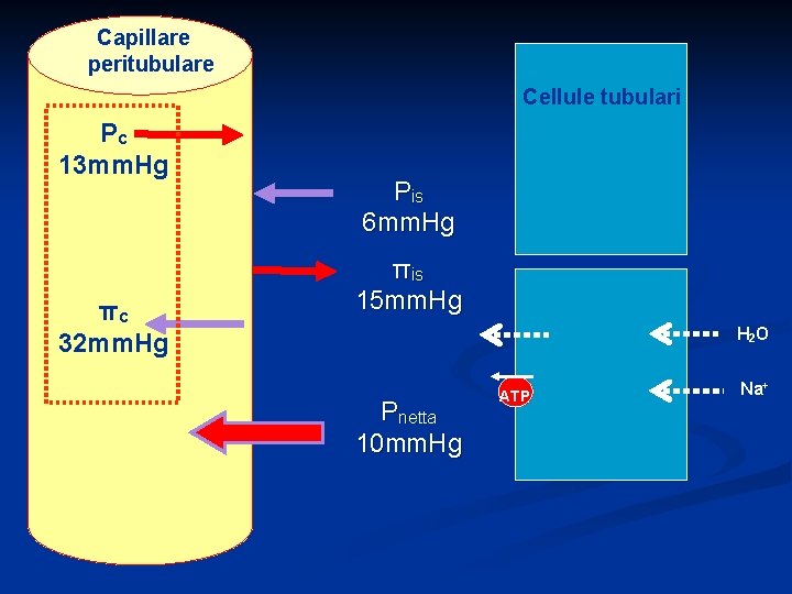 Capillare peritubulare Cellule tubulari Pc 13 mm. Hg πc 32 mm. Hg Pis 6