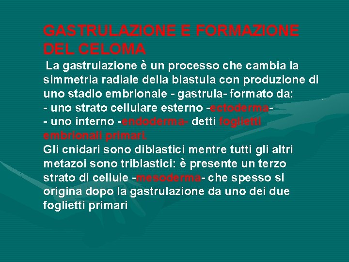 GASTRULAZIONE E FORMAZIONE DEL CELOMA La gastrulazione è un processo che cambia la simmetria