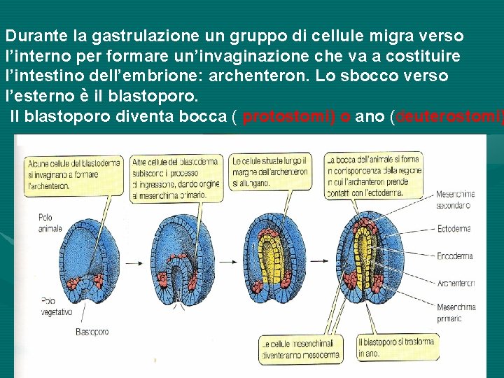 Durante la gastrulazione un gruppo di cellule migra verso l’interno per formare un’invaginazione che