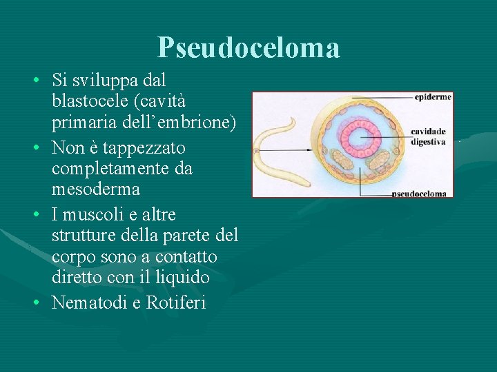 Pseudoceloma • Si sviluppa dal blastocele (cavità primaria dell’embrione) • Non è tappezzato completamente