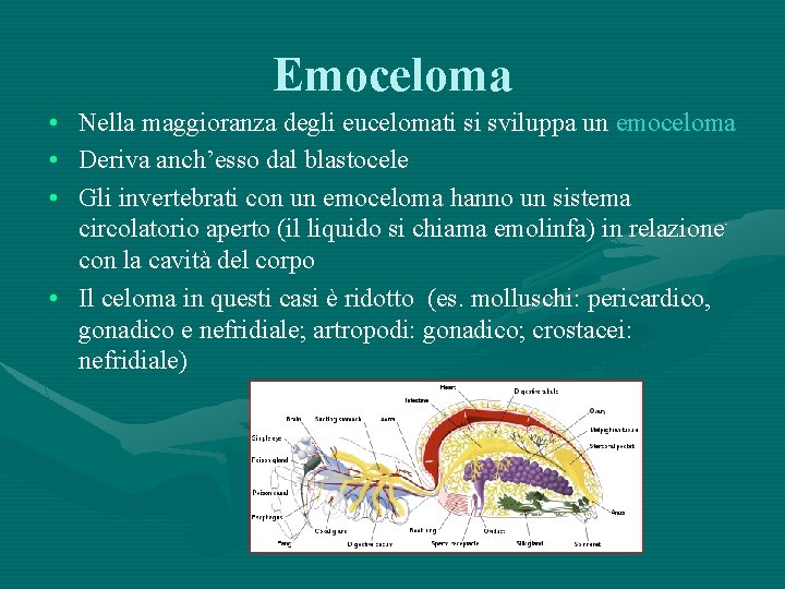 Emoceloma • • • Nella maggioranza degli eucelomati si sviluppa un emoceloma Deriva anch’esso