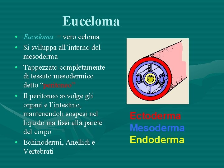 Euceloma • Euceloma = vero celoma • Si sviluppa all’interno del mesoderma • Tappezzato