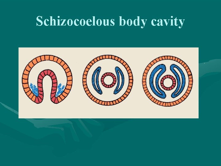 Schizocoelous body cavity 