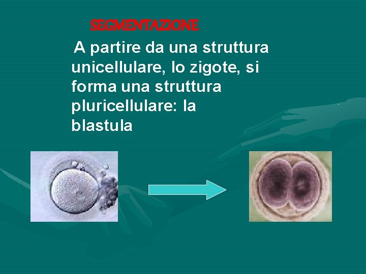 SEGMENTAZIONE A partire da una struttura unicellulare, lo zigote, si forma una struttura pluricellulare: