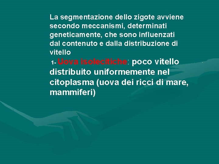 La segmentazione dello zigote avviene secondo meccanismi, determinati geneticamente, che sono influenzati dal contenuto