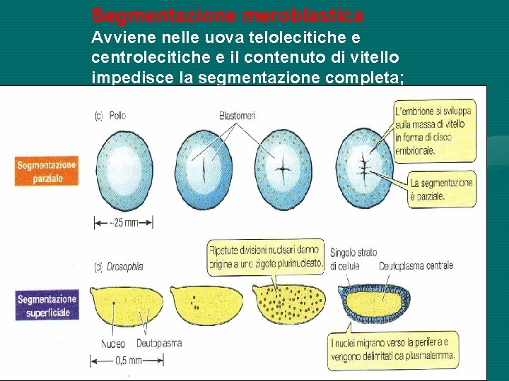 Segmentazione meroblastica Avviene nelle uova telolecitiche e centrolecitiche e il contenuto di vitello impedisce