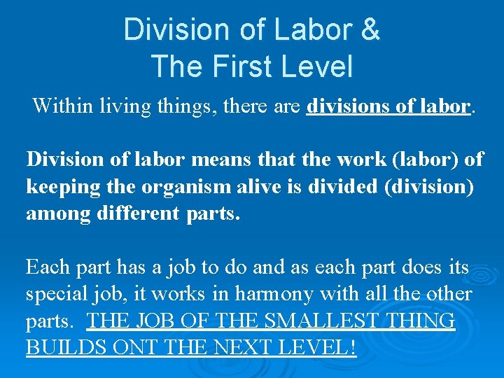 Division of Labor & The First Level Within living things, there are divisions of