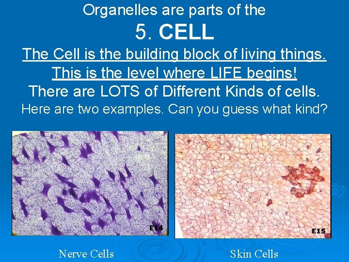 Organelles are parts of the 5. CELL The Cell is the building block of