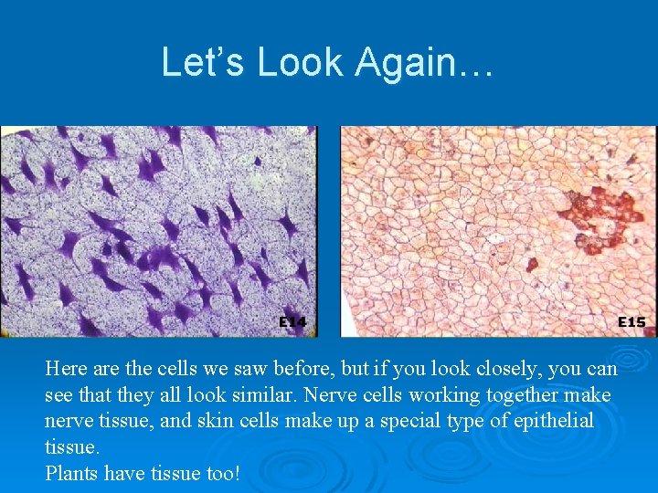 Let’s Look Again… Here are the cells we saw before, but if you look