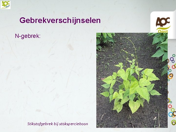 Gebrekverschijnselen N-gebrek: Stikstofgebrek bij stokspercieboon 