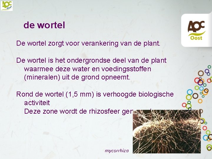 de wortel De wortel zorgt voor verankering van de plant. De wortel is het