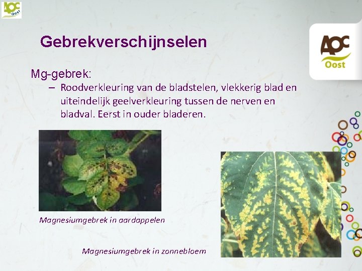 Gebrekverschijnselen Mg-gebrek: – Roodverkleuring van de bladstelen, vlekkerig blad en uiteindelijk geelverkleuring tussen de