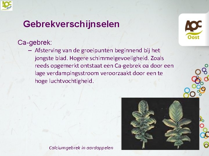 Gebrekverschijnselen Ca-gebrek: – Afsterving van de groeipunten beginnend bij het jongste blad. Hogere schimmelgevoeligheid.