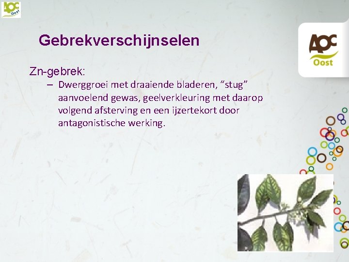 Gebrekverschijnselen Zn-gebrek: – Dwerggroei met draaiende bladeren, “stug” aanvoelend gewas, geelverkleuring met daarop volgend
