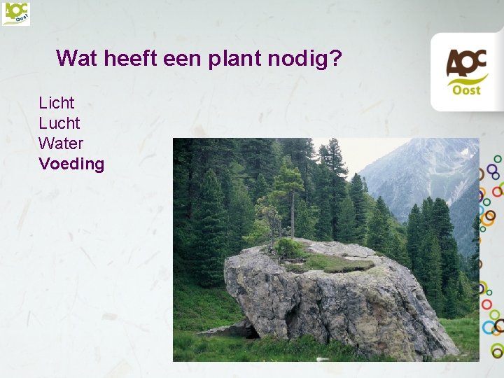 Wat heeft een plant nodig? Licht Lucht Water Voeding 