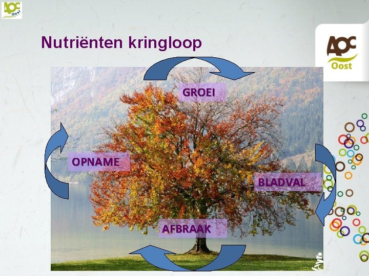 Nutriënten kringloop GROEI OPNAME BLADVAL AFBRAAK 