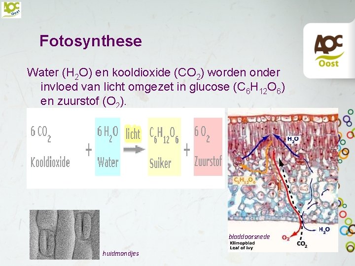 Fotosynthese Water (H 2 O) en kooldioxide (CO 2) worden onder invloed van licht