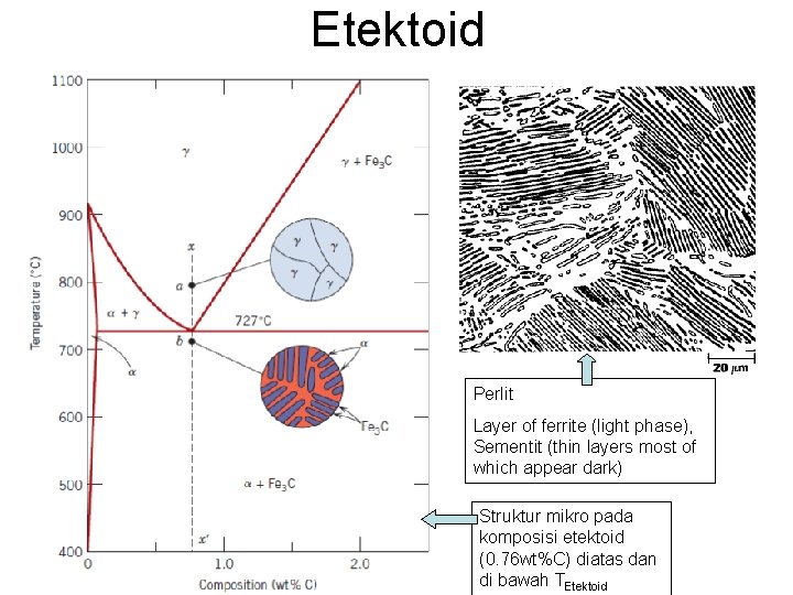 Etektoid Perlit Layer of ferrite (light phase), Sementit (thin layers most of which appear