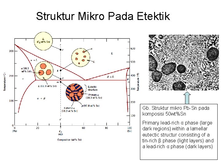 Struktur Mikro Pada Etektik Gb. Struktur mikro Pb-Sn pada komposisi 50 wt%Sn Primary lead-rich