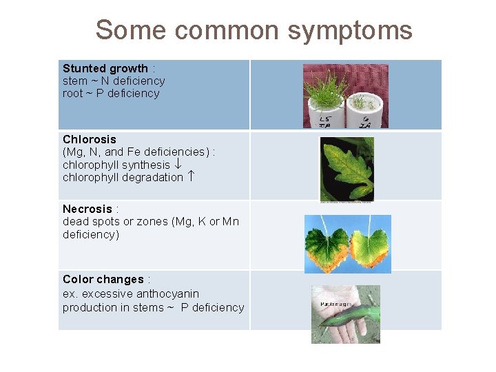 Some common symptoms Stunted growth : stem ~ N deficiency root ~ P deficiency