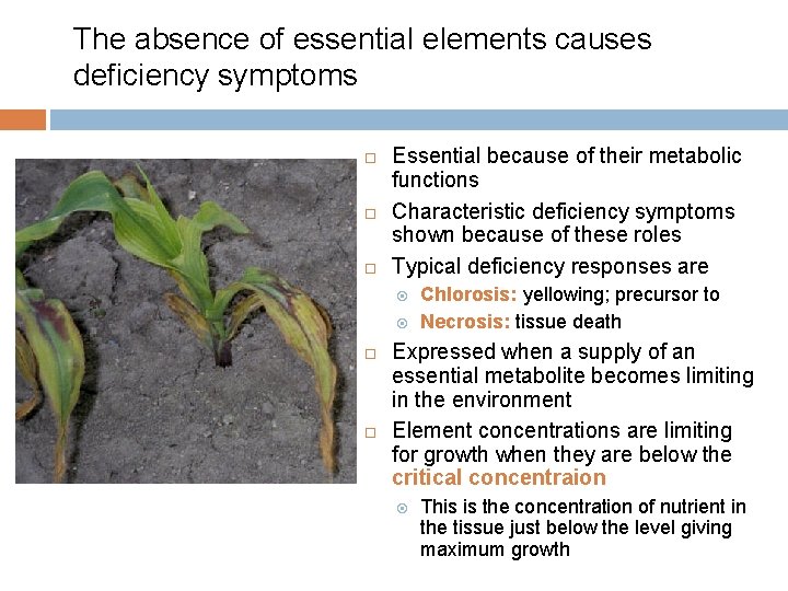The absence of essential elements causes deficiency symptoms Essential because of their metabolic functions